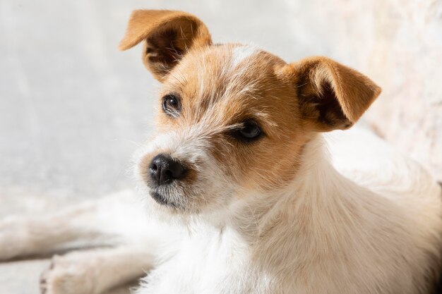 Adorable perro retrato alto ángulo