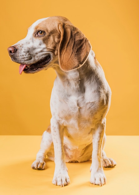 Adorable perro sacando la lengua