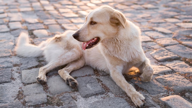 Adorable perro sentado sobre pavimento al aire libre