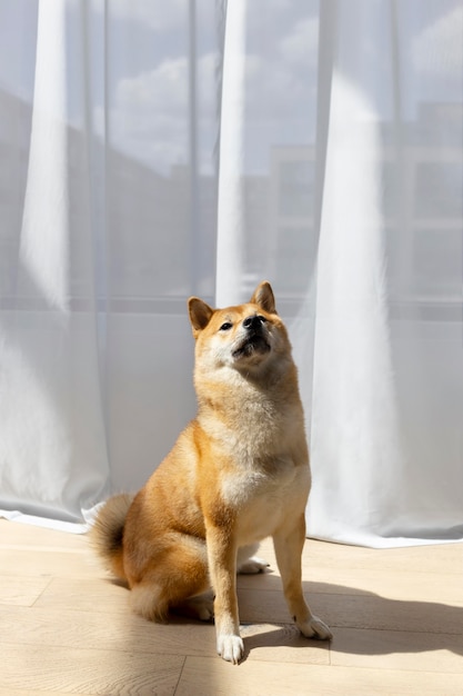 Adorable perro shiba inu en interiores