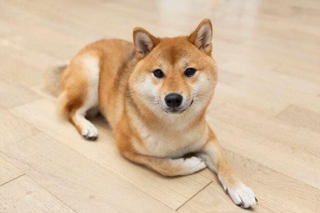 Adorable perro shiba inu