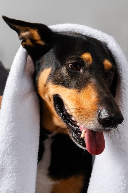 Adorable perro sonriente cubierto con toalla