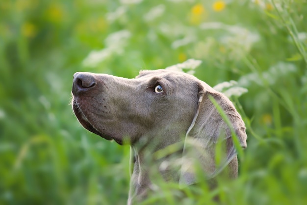 Adorable perro Weimaraner marrón en la naturaleza
