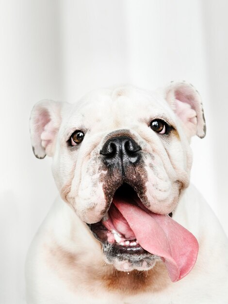 Adorable retrato de cachorro de Bulldog blanco