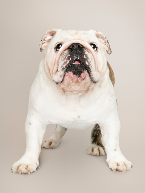 Adorable retrato de cachorro de Bulldog blanco