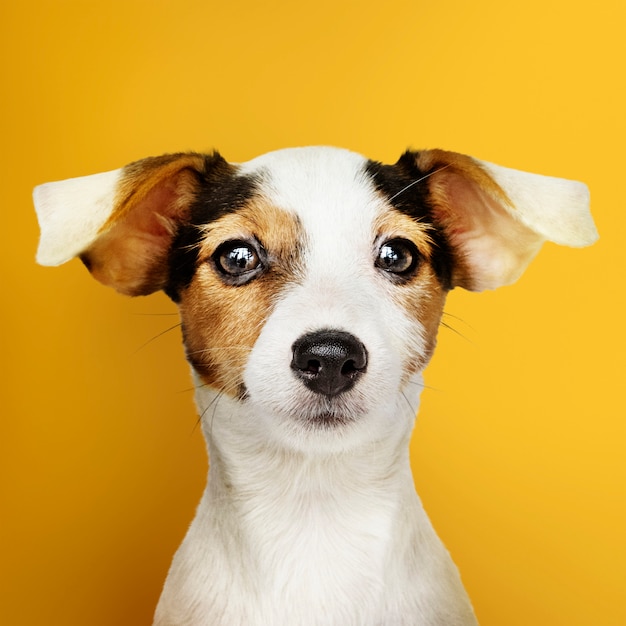 Adorable retrato de cachorro de Jack Russell Retriever