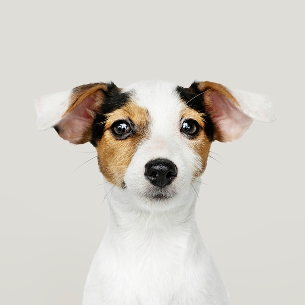 Adorable retrato de cachorro de Jack Russell Retriever