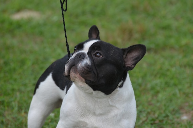 Adorable rostro de un bulldog francés con una correa.