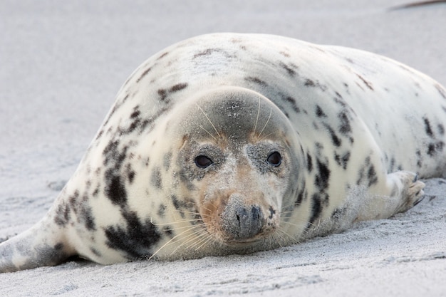 Adorable sello de puerto tendido en la playa de arena