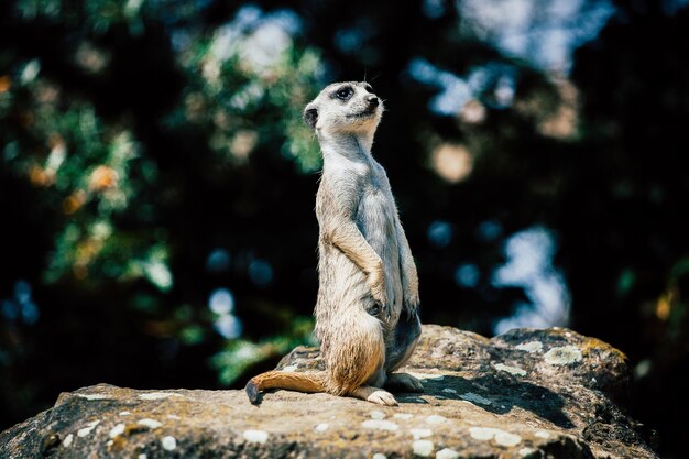 Adorable suricata sentada sobre una roca