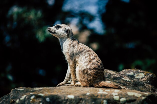 Foto gratuita adorable suricata sentado sobre una roca