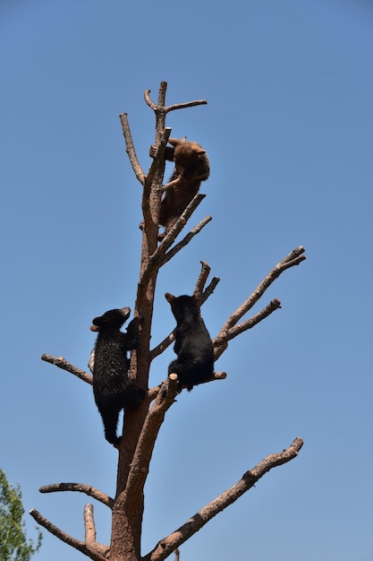 Adorable trío de oseznos jugando en un árbol en verano