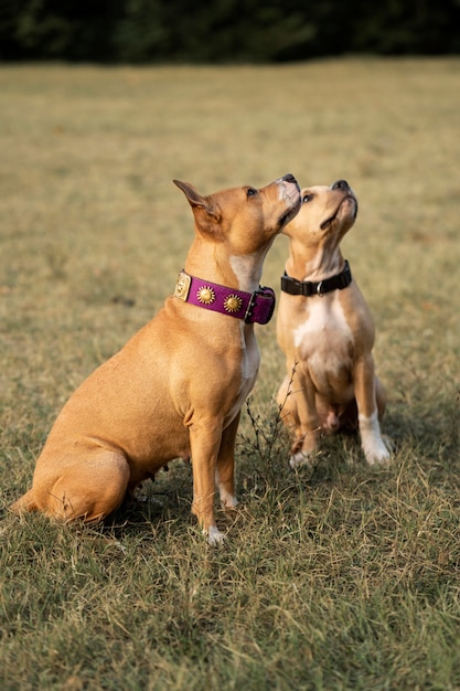 Foto gratuita adorables perros pitbull mirando hacia arriba