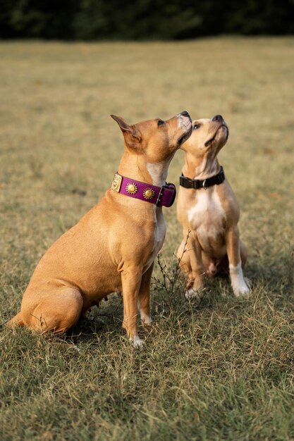 Adorables perros pitbull mirando hacia arriba