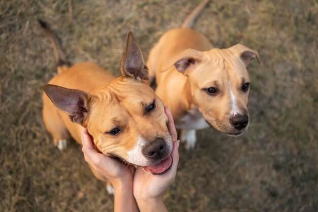 Adorables perros pitbull mirando hacia arriba