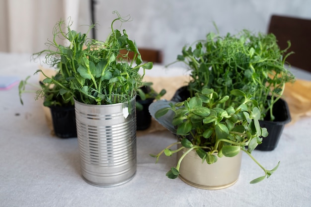 Foto gratuita adulto joven reutilizando latas para plantar