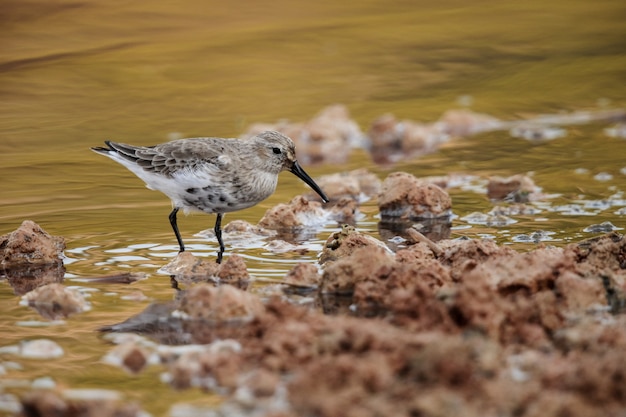 Foto gratuita adulto migrante de otoño dunlin calidris alpina