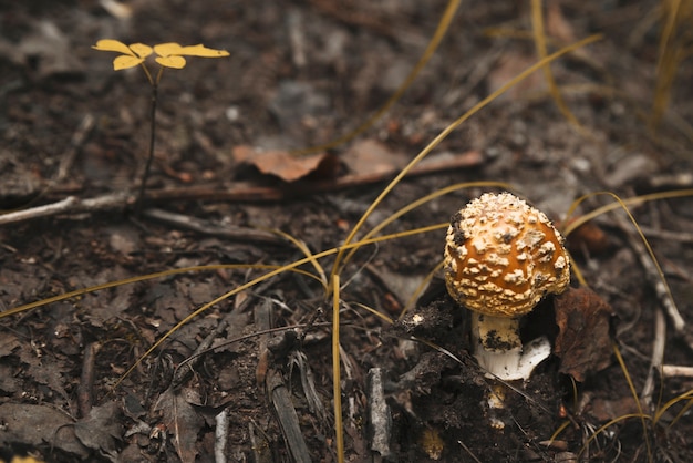 Agárico de mosca con gorra amarilla en tierra negra