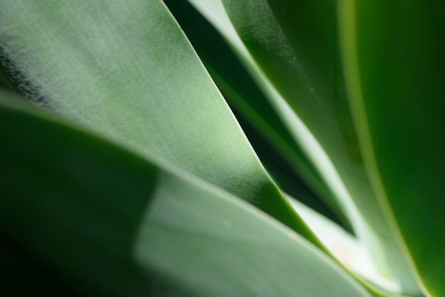 Foto gratuita agave hoja de antecedentes