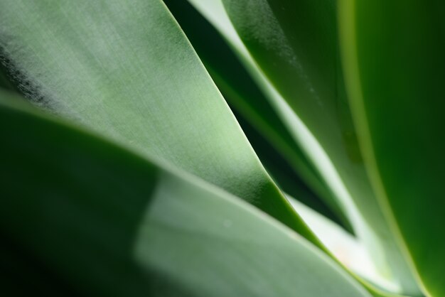 Agave hoja de antecedentes