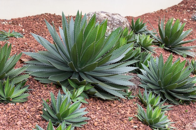 Agave planta decorativa en el jardín al aire libre