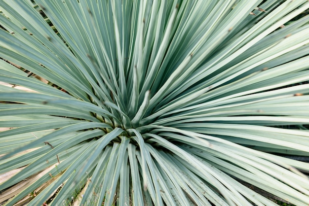 Foto gratuita agave schidigera