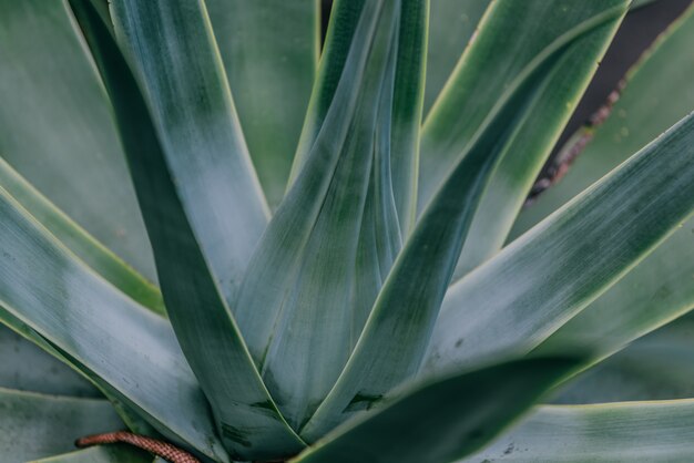 Agave textura de la hoja de fondo