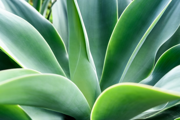 Agave textura de la hoja de fondo