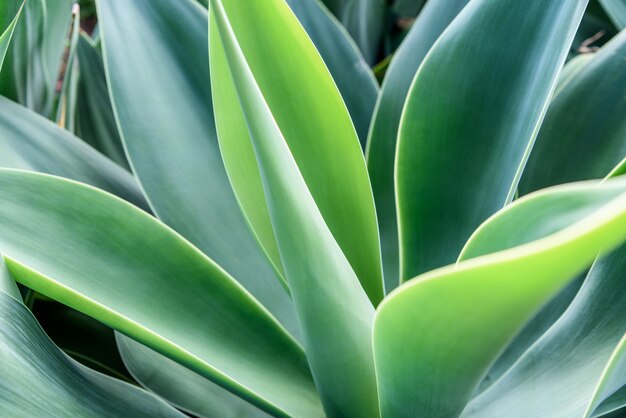 Agave textura de la hoja de fondo