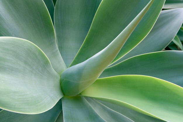 Agave textura de la hoja de fondo