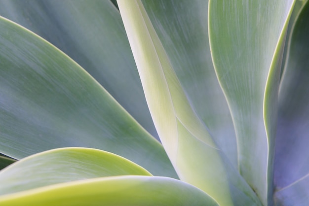 Foto gratuita agave textura de la hoja de fondo