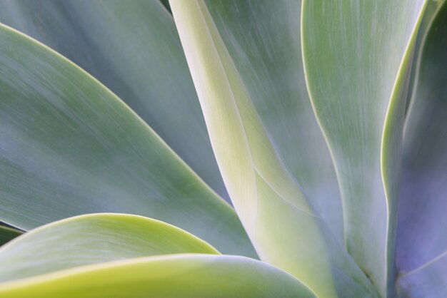 Agave textura de la hoja de fondo