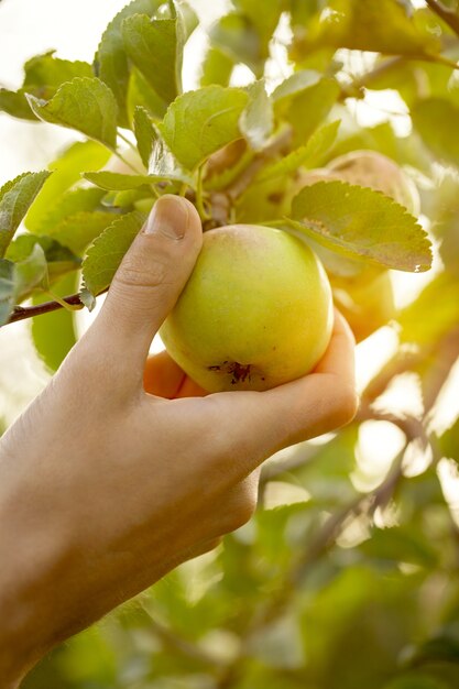 Agricultor, adulto, hombre, escoger, fresco, manzanas, jardín, ocaso