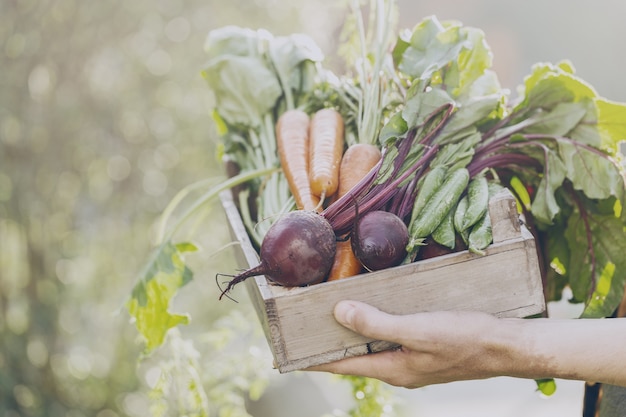 Agricultor, adulto, hombre, tenencia, fresco, sabroso, vegetales, madera, caja, jardín, temprano, mañana