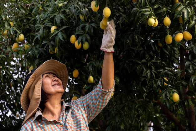 Agricultor asiático senior cosechando ciruelas marianas amarillas dulces frescas o fruta Gandaria Maprang o mayongchit frutas tropicales exóticas