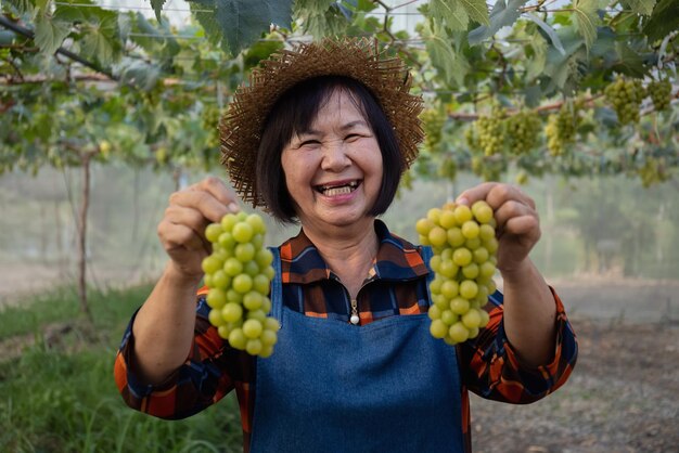 Agricultor asiático senior cosechando fruta fresca de uva orgánica dulce en invernadero