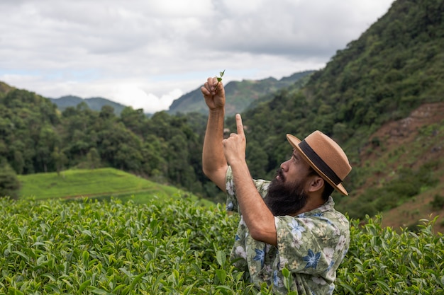 Un agricultor con barba revisa el té en la granja.