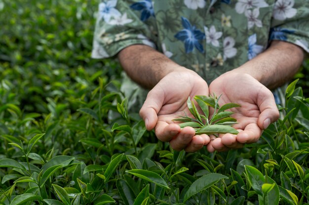 Un agricultor con barba revisa el té en la granja.