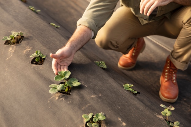 Agricultor inspeccionando cultivos de plantas en su granja