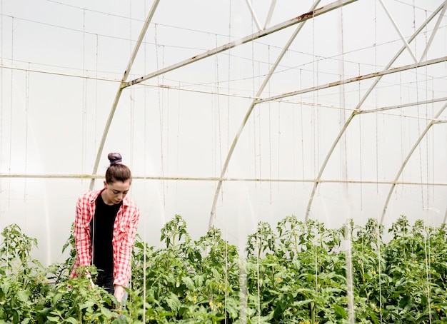 Agricultor en invernadero cosechando verduras