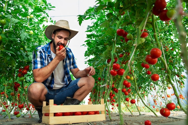 Agricultor mordiendo tomate vegetal y comprobando la calidad de los alimentos orgánicos en invernadero