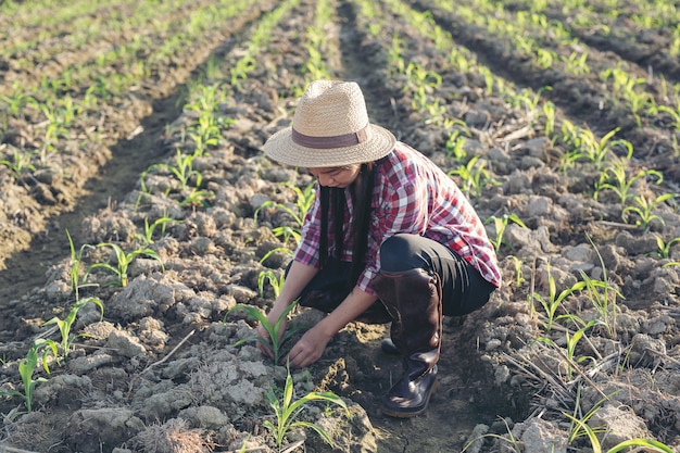 Agricultor mujer mira maíz en el campo.