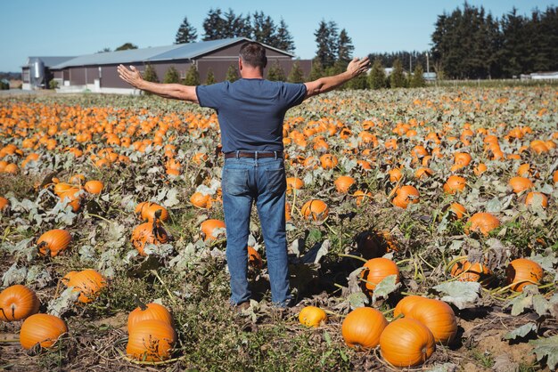 Agricultor de pie con los brazos extendidos de pie en el campo de calabaza