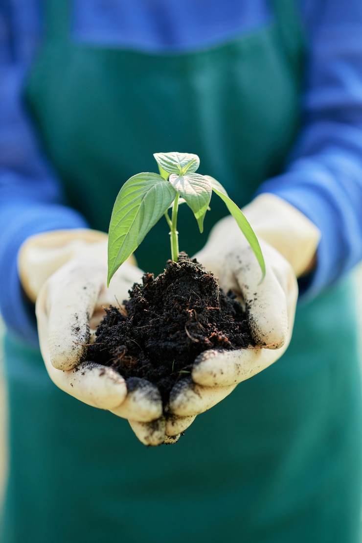 Foto gratuito agricultor con plántulas