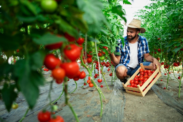 Agricultor recogiendo verduras frescas de tomate maduro y poniendo en cajón de madera