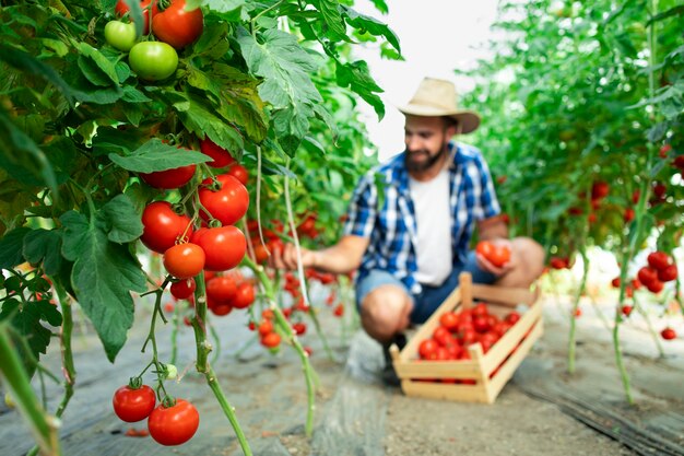 Agricultor recogiendo verduras frescas de tomate maduro y poniendo en cajón de madera