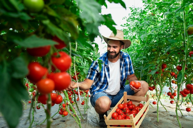 Agricultor recogiendo verduras frescas de tomate maduro y poniendo en cajón de madera