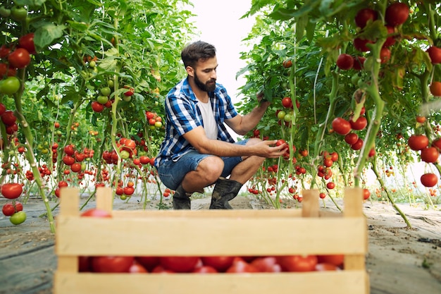 Agricultor recogiendo verduras frescas de tomate maduro y poniendo en cajón de madera