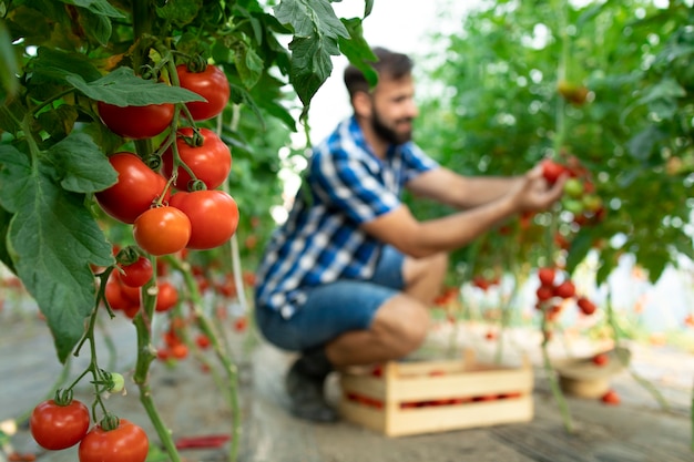 Agricultor recogiendo verduras frescas de tomate maduro y poniendo en cajón de madera