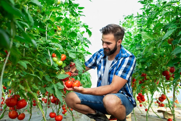 Agricultor recogiendo verduras frescas de tomate maduro para la venta en el mercado